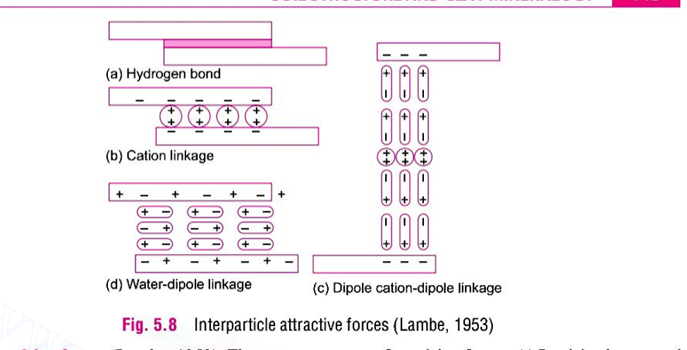 Explain the various clay particle interaction forces.